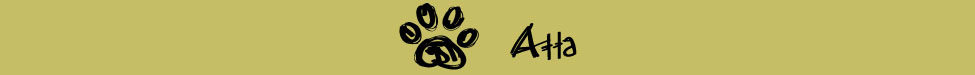 This Links to Atta's Page